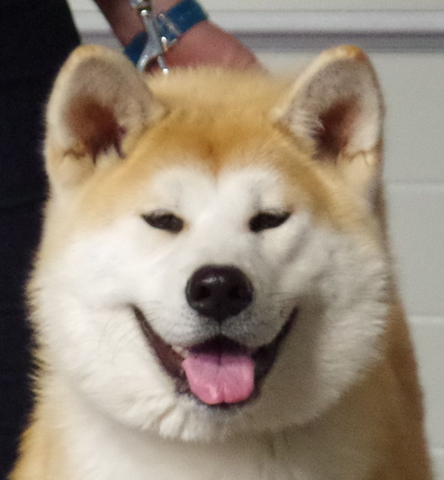 Narumi Go Ookami No Ame