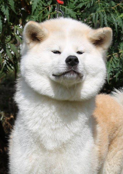 Junko Go Ookami No Ame