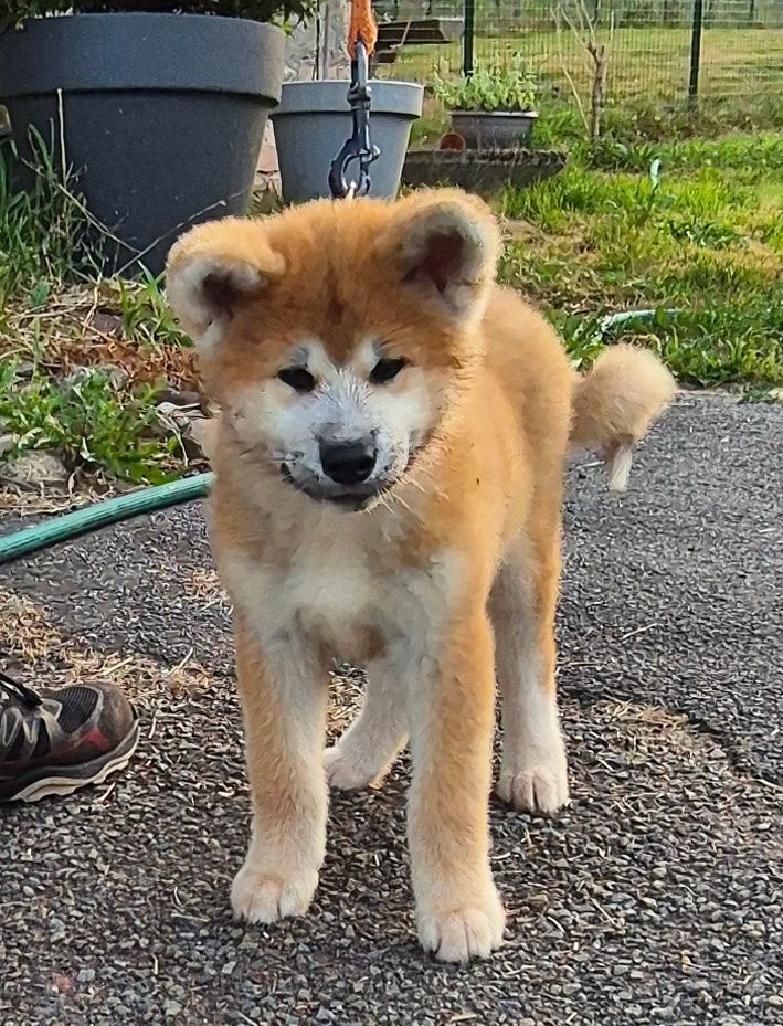 Go Ookami No Ame - Chiots disponibles - Akita