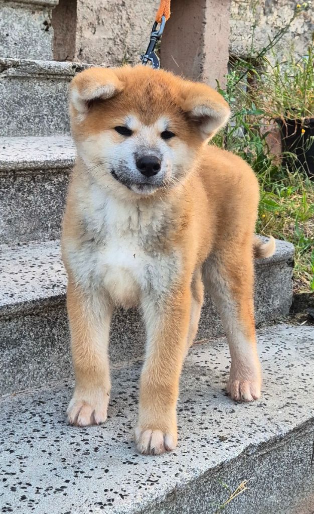 Go Ookami No Ame - Chiots disponibles - Akita