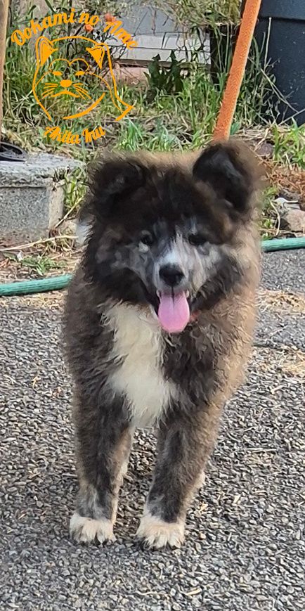 Go Ookami No Ame - Chiots disponibles - Akita