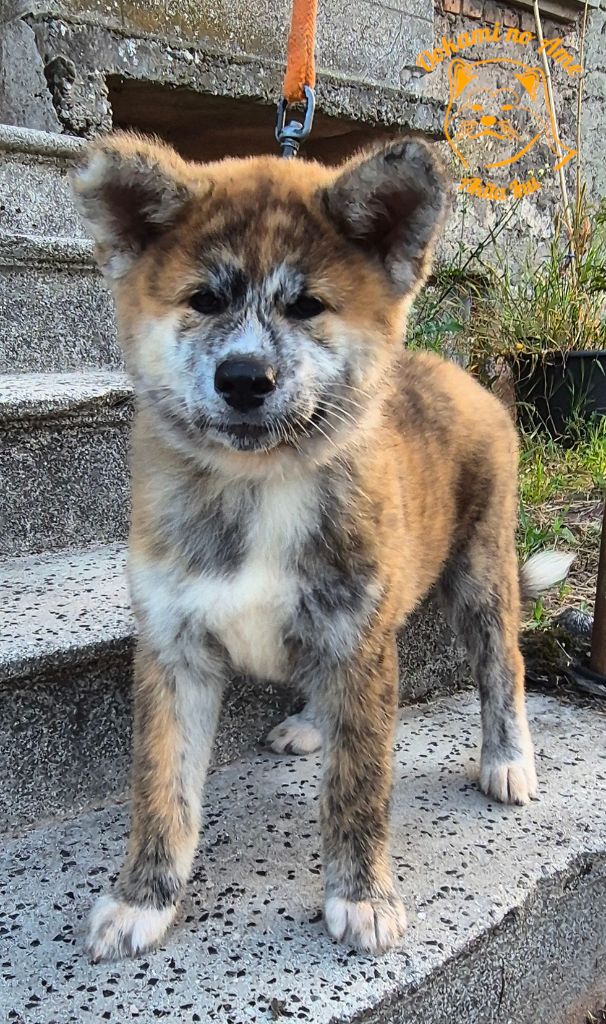 Go Ookami No Ame - Chiots disponibles - Akita