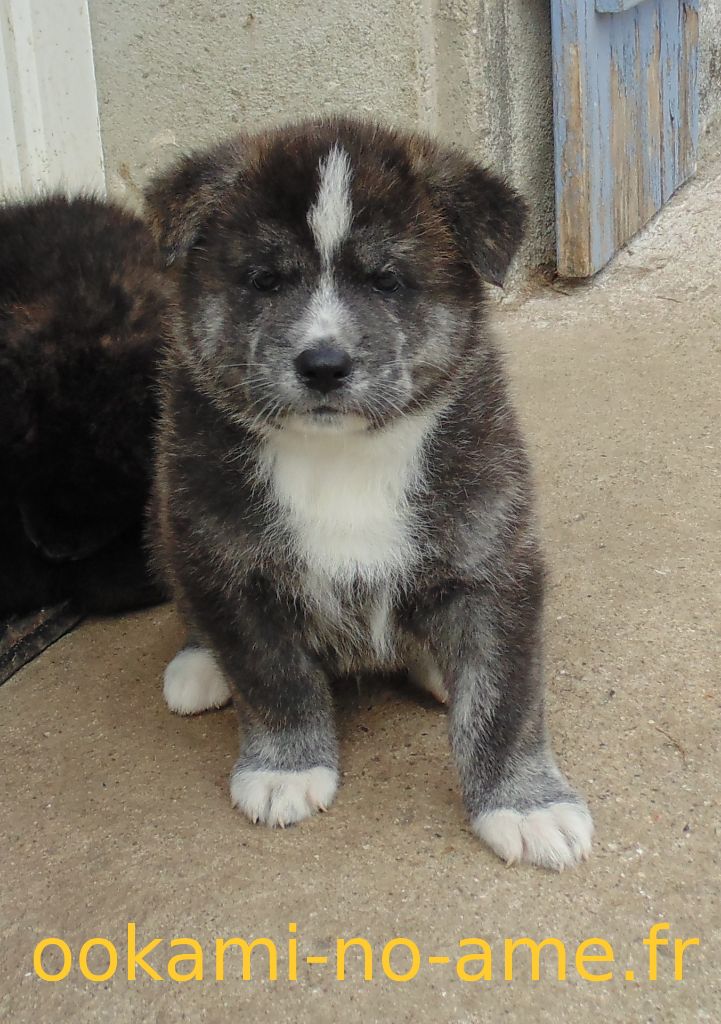 Go Ookami No Ame - Akita - Portée née le 24/01/2017