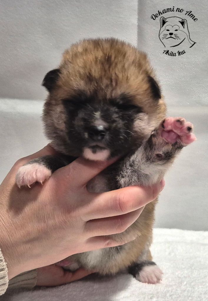 Go Ookami No Ame - Chiots disponibles - Akita